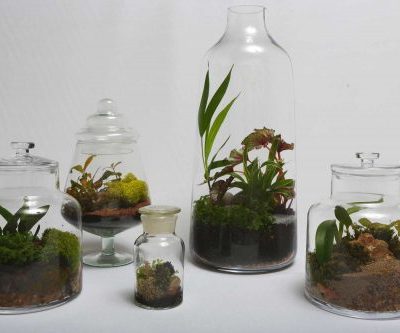 Terrarium (Teraryum) Atölyesi / Workshop